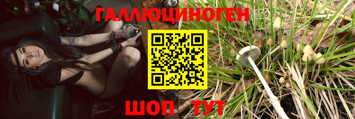 Кропоткин  Галлюциногенные грибы Psilocybe  Вход с VPN 